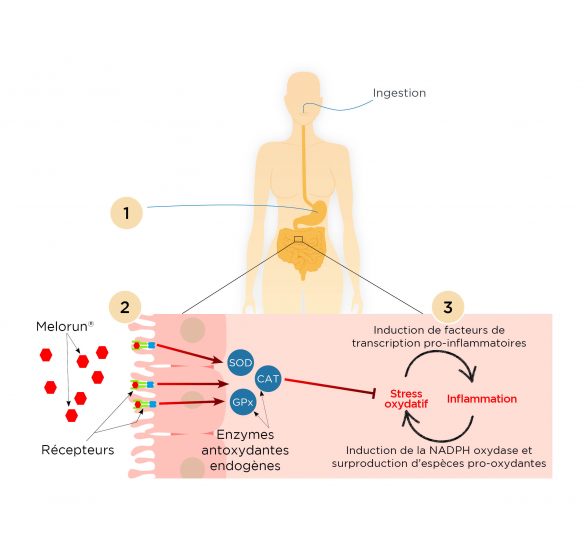 Schéma en 3 étapes mécanisme corps humain après administration du produit Melorun - Réaction chimique estomac et intestins