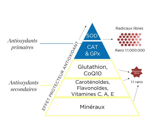 Schéma pyramidal des antioxydants présents dans Melorun