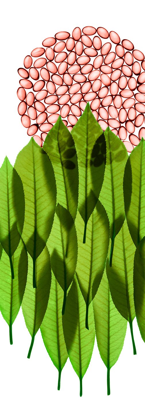Illustration feuilles vertes et gélules rose - Melorun